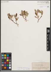 Foto von Salix reticulata L. x Salix waldsteiniana Willd.
